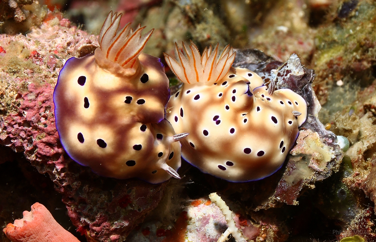Raja Ampat 2016 - Risbecia tryoni - Tryon s risbecia  - Nudibranche - Risbecia de Tryon -  IMG_5206_rc.jpg
